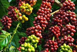 Giá cà phê thế giới có thể giảm do áp lực bán tháo
